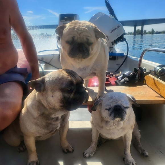 Meet your Posher, Jennifer - Picture 4 of 4